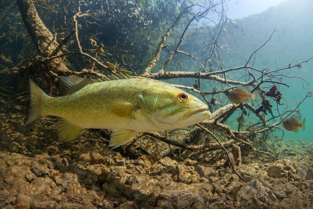 Smallmouth bass underwater with some smaller fish around